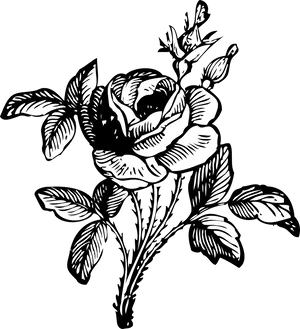 Elegant Rose Line Art PNG Image