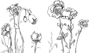Drawing Flower Transparent Tumblr - Aesthetic Flower Drawing Png, Png Download PNG image with transparent background
