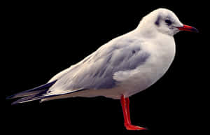 Elegant Seagull Black Background PNG with transparent background