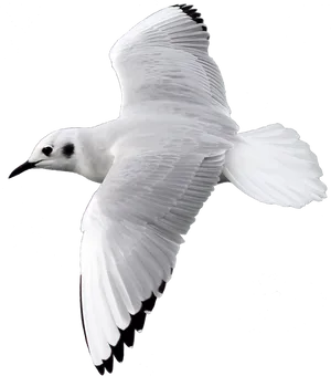 Elegant Seagull In Flight PNG Image