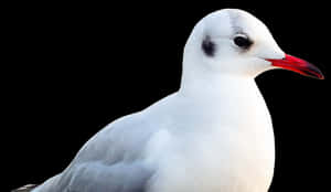 Elegant Seagull Portrait PNG with transparent background
