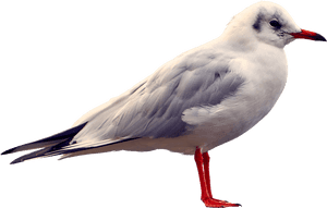 Seagull Transparent Png Image Free - Gull, Png Download PNG image with transparent background