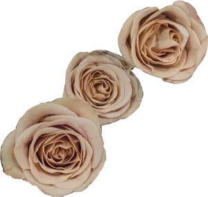 Elegant_ Trio_of_ Blush_ Roses PNG Image