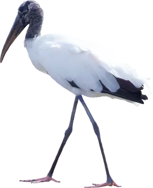 Elegant Water Bird Walking PNG Image