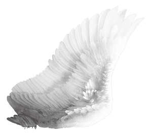 Elegant White Bird Wing PNG image with transparent background