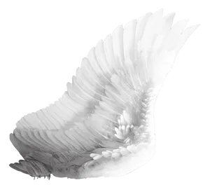 Elegant White Bird Wing PNG Image