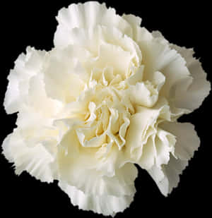 Elegant White Carnation Black Background PNG image with transparent background