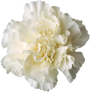 Elegant White Carnation Black Background PNG Image