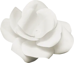 Elegant_ White_ Flower_ Black_ Background.jpg PNG Image