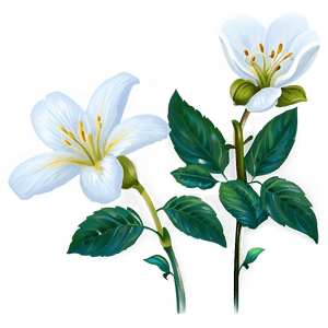 Elegant White Flower PNG 14 PNG image with transparent background