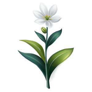 Elegant White Flower PNG 54 PNG image with transparent background