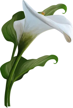 Elegant White Lily Artwork PNG Image