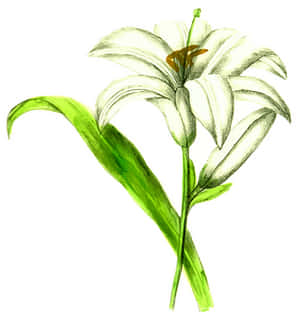 Elegant White Lily Illustration PNG image with transparent background