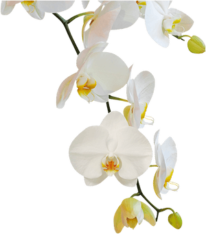 Flowering Plant,moth Flowers,phalaenopsis Sanderiana,orchids - Png Transparente Orquideas Png, Png Download PNG image with transparent background