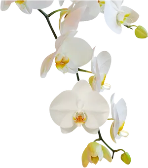 Elegant White Orchid Blooms PNG Image