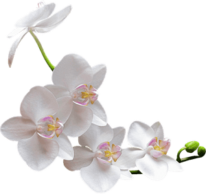 White Orchid - Transparent Orchid Png, Png Download PNG with transparent background
