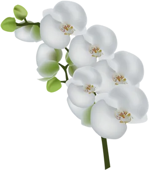 Elegant White Orchids PNG Image