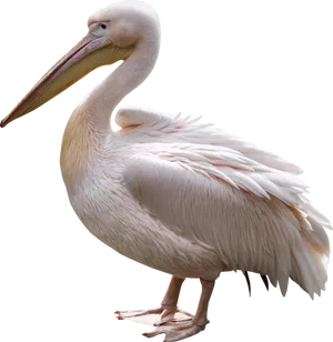 Elegant White Pelican Standing PNG Image