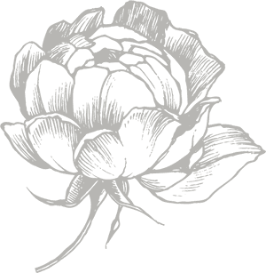 Rose Illustration - Illustration, HD Png Download PNG image with transparent background