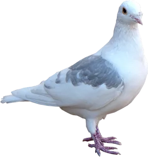 Elegant White Pigeon Profile PNG Image