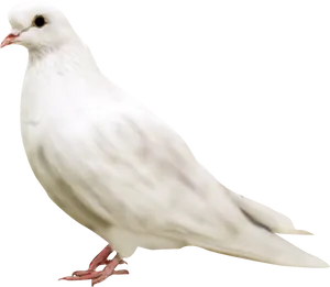 Elegant White Pigeon Profile PNG Image