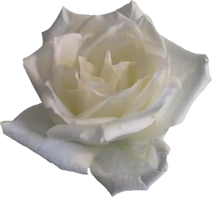 Elegant White Rose Black Background PNG Image