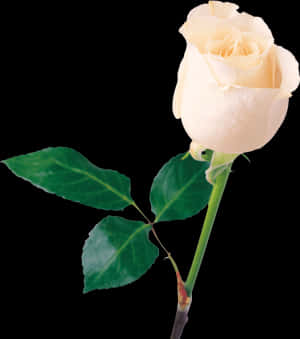 Elegant White Rose Black Background PNG image with transparent background