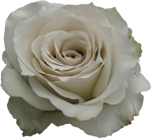 Early Grey Rose, HD Png Download PNG image with transparent background