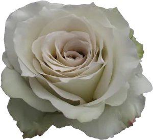 Elegant White Rose Closeup.png PNG Image