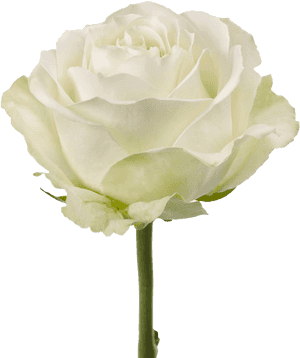 Is Obtained By Experimental Mutagenesis From Avalanche, - Rose White Avalanche Png PNG image with transparent background