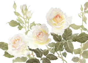 Elegant White Roses Watercolor PNG Image