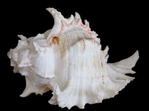 Elegant_ White_ Seashell_on_ Black_ Background.jpg PNG image with transparent background