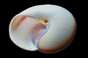 Elegant White Seashell PNG image with transparent background