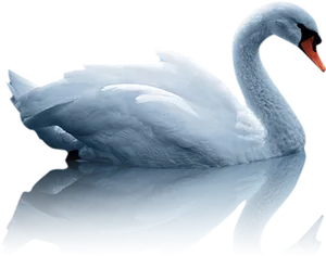 Elegant White Swan Reflection PNG Image