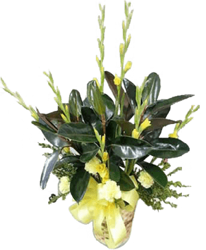 Acianthera Luteola, HD Png Download PNG image with transparent background