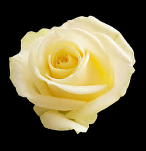 Elegant Yellow Rose Black Background PNG image with transparent background