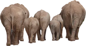 Elephant Family Walking Away PNG Image