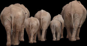 Elephant Family Walking Away PNG image with transparent background