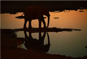 Elephant Sunset Reflection Namibia PNG Image