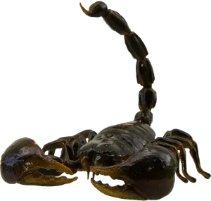 Elevated Scorpion Tail PNG Image