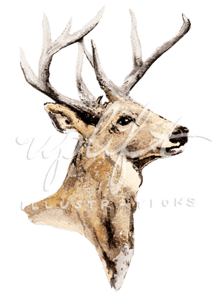Deer - Elk, HD Png Download PNG image with transparent background