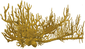 Transparent Coral Png - Coral Reef Png Red, Png Download PNG with transparent background