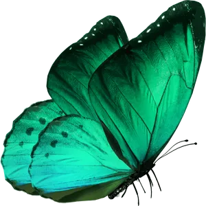 Emerald Butterfly Black Background PNG Image