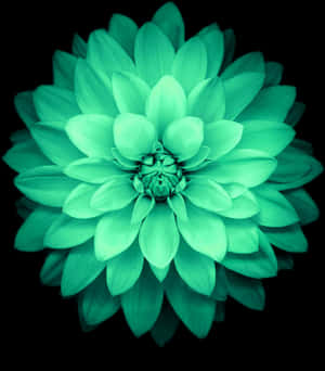 Emerald Dahlia Bloom PNG image with transparent background