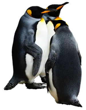 Emperor Penguins Bonding PNG Image