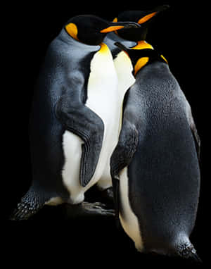 Emperor Penguins Bonding.jpg PNG image with transparent background