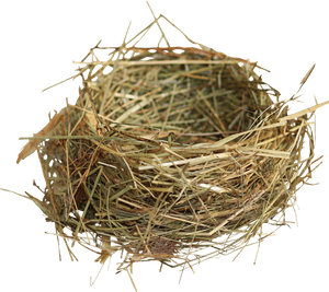 Nest Png - Birds Nest Png, Transparent Png PNG with transparent background