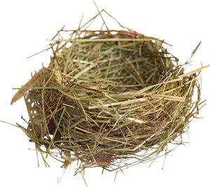 Empty Bird Nest Isolated PNG Image