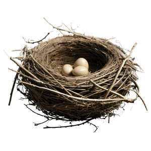Empty Bird Nest PNG 05252024 PNG