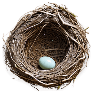 Empty Bird Nest PNG 25 PNG